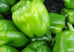 蔬菜集散中心配備農(nóng)藥殘留檢測儀的必要性！